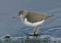 Spotted Sandpiper Actitis macularia