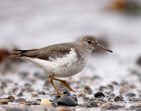 Spotted Sandpiper Actitis macularia. Croy Beach Ayrshire March 2