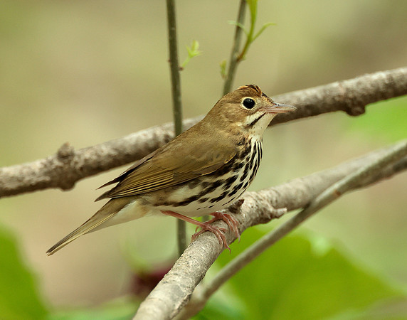 Ovenbird Seiurus aurocapilla