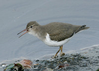 Spotted Sandpiper Actitis macularia