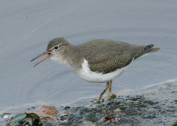 Spotted Sandpiper Actitis macularia