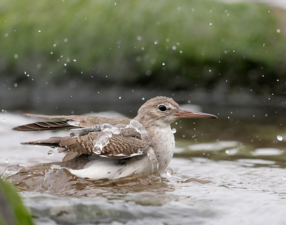 Spotted Sandpiper Actitis macularia. Croy Beach Ayrshire March 2