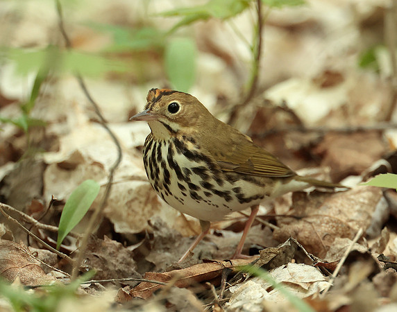 Ovenbird Seiurus aurocapilla