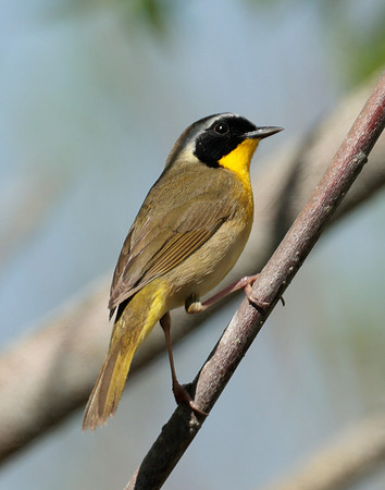 Common Yellowthroat Geothlypis trichas