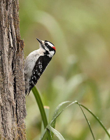 Downy Woodpecker Picoides pubescens