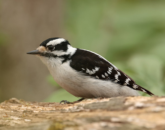 Downy Woodpecker Picoides pubescens