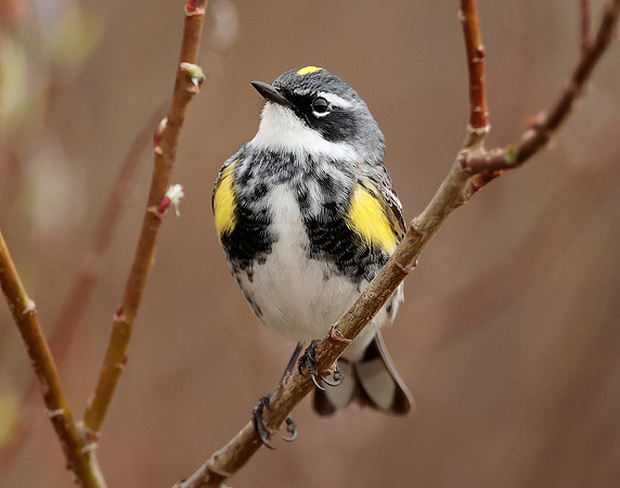 Yellow-rumped Warbler Setophaga coronata