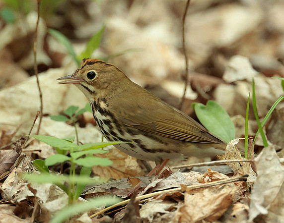 Ovenbird Seiurus aurocapilla