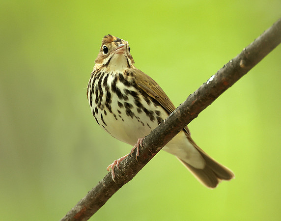 Ovenbird Seiurus aurocapilla
