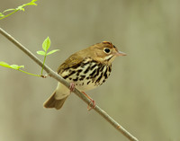 Ovenbird Seiurus aurocapilla