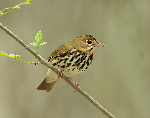 Ovenbird Seiurus aurocapilla