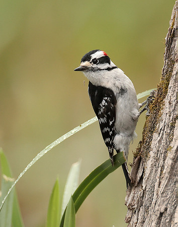 Downy Woodpecker Picoides pubescens