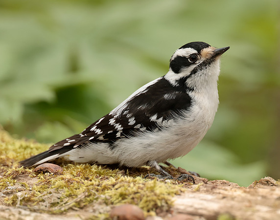 Downy Woodpecker Picoides pubescens