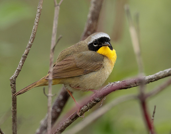 Common Yellowthroat Geothlypis trichas