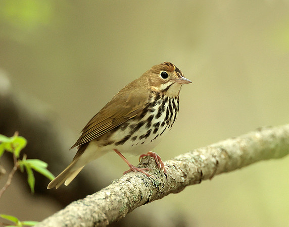 Ovenbird Seiurus aurocapilla