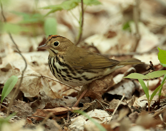 Ovenbird Seiurus aurocapilla