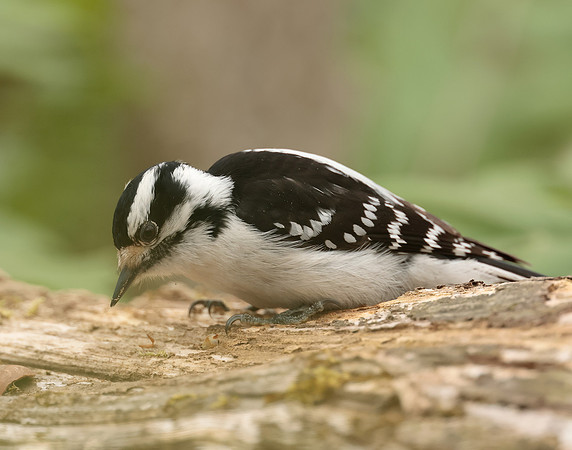 Downy Woodpecker Picoides pubescens