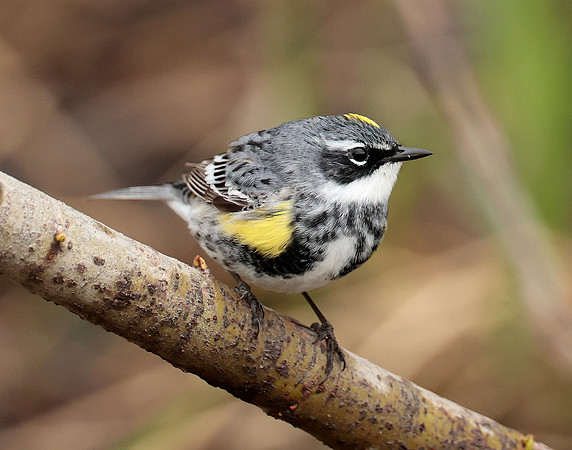 Yellow-rumped Warbler Setophaga coronata