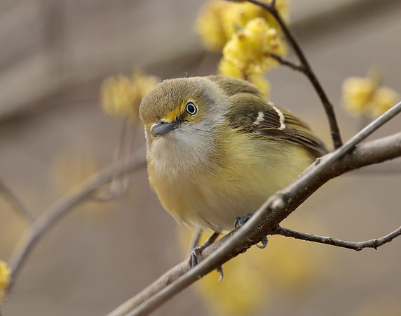 White-eyed Vireo Vireo griseus