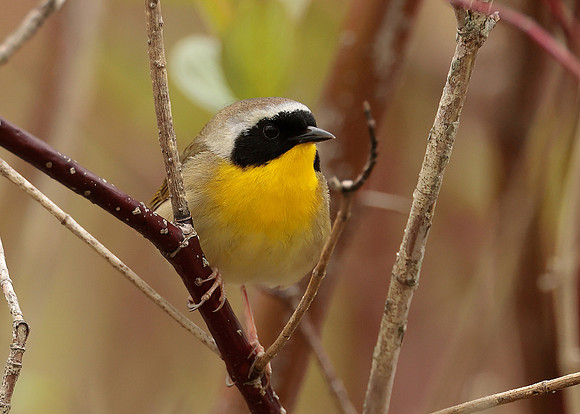 Common Yellowthroat Geothlypis trichas