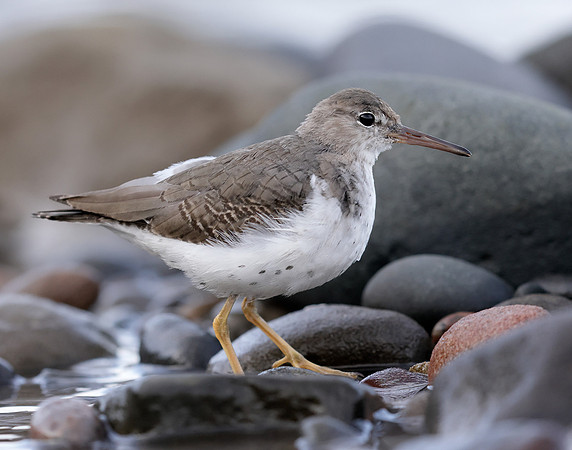 Spotted Sandpiper Actitis macularia. Croy Beach Ayrshire March 2