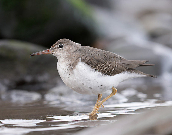 Spotted Sandpiper Actitis macularia. Croy Beach Ayrshire March 2