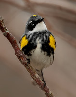 Yellow-rumped Warbler Setophaga coronata