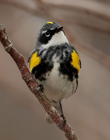 Yellow-rumped Warbler Setophaga coronata