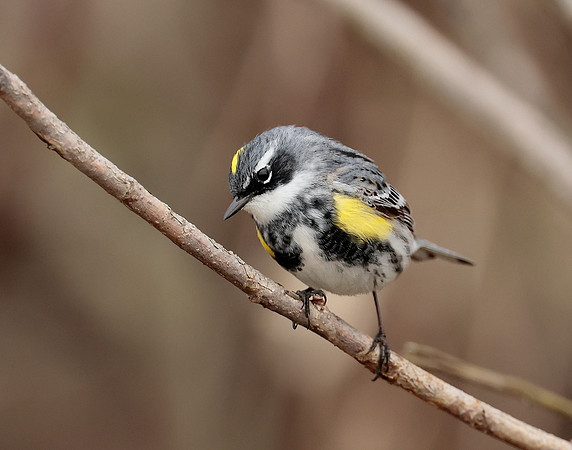 Yellow-rumped Warbler Setophaga coronata