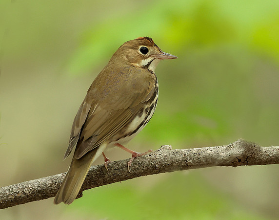 Ovenbird Seiurus aurocapilla