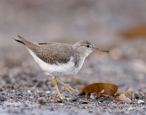 Spotted Sandpiper Actitis macularia. Croy Beach Ayrshire March 2