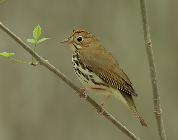 Ovenbird Seiurus aurocapilla