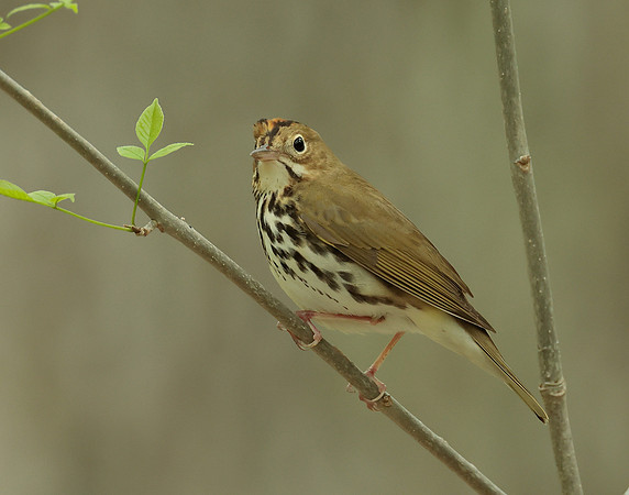 Ovenbird Seiurus aurocapilla