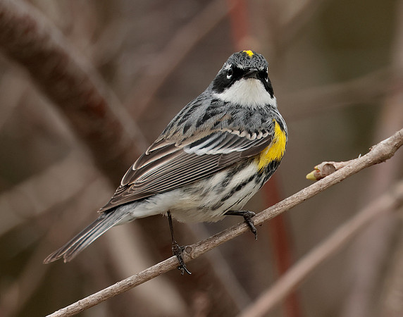 Yellow-rumped Warbler Setophaga coronata