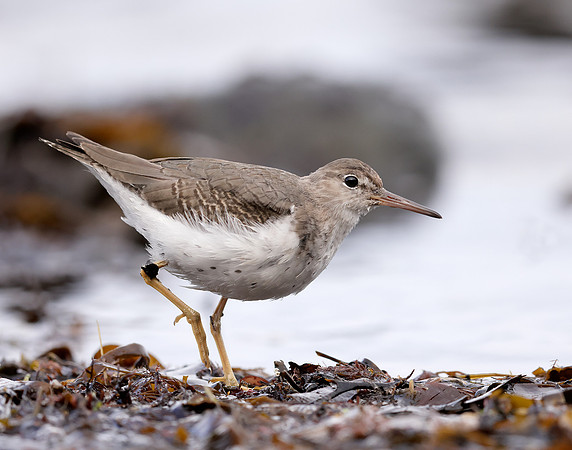 Spotted Sandpiper Actitis macularia. Croy Beach Ayrshire March 2