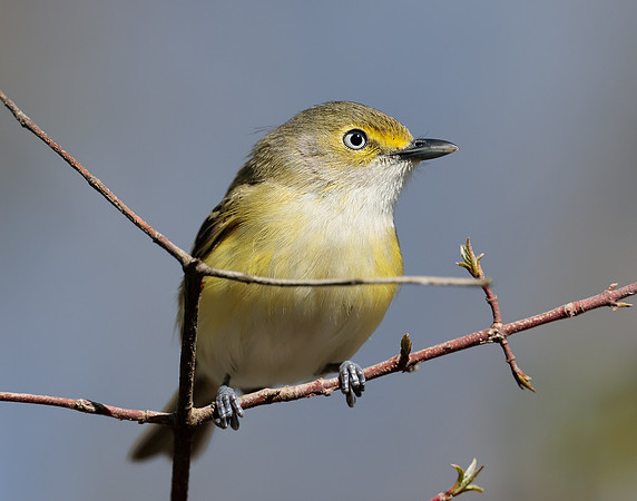 White-eyed Vireo Vireo griseus