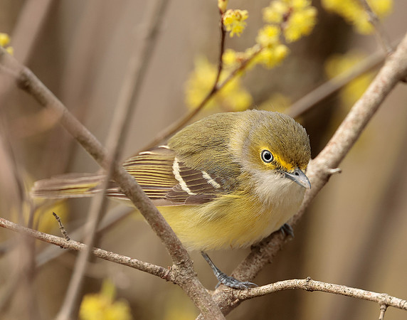 White-eyed Vireo Vireo griseus