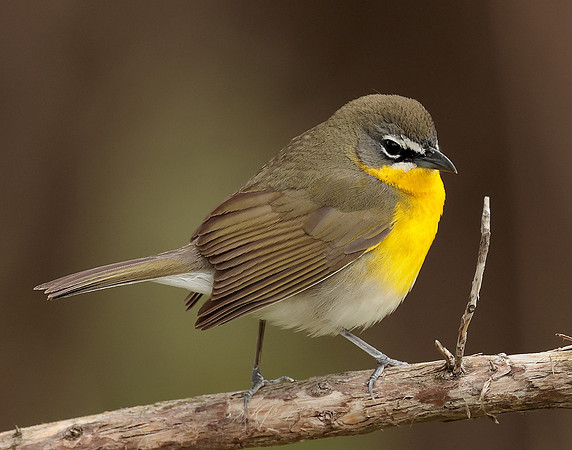 Yellow-breasted Chat Icteria virens