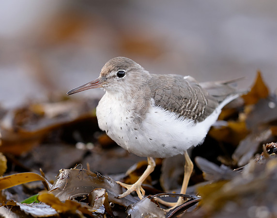 Spotted Sandpiper Actitis macularia. Croy Beach Ayrshire March 2
