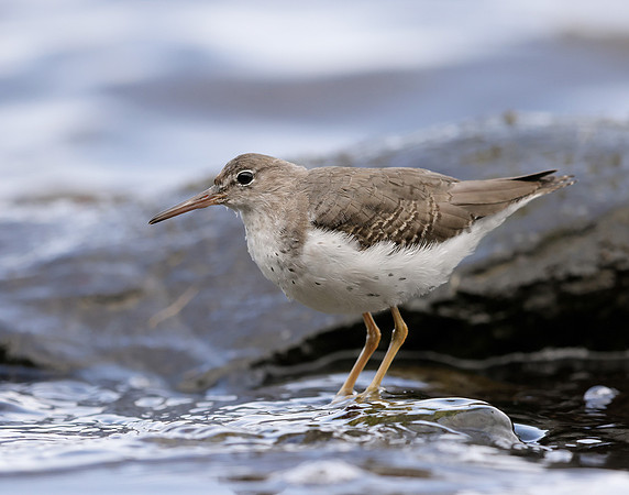 Spotted Sandpiper Actitis macularia. Croy Beach Ayrshire March 2