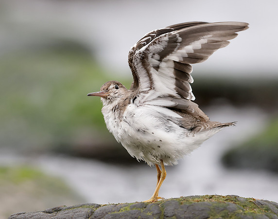 Spotted Sandpiper Actitis macularia. Croy Beach Ayrshire March 2