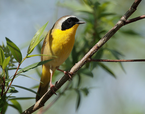 Common Yellowthroat Geothlypis trichas