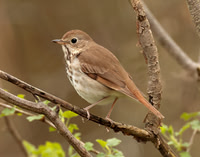 Hermit Thrush Catharus guttatus