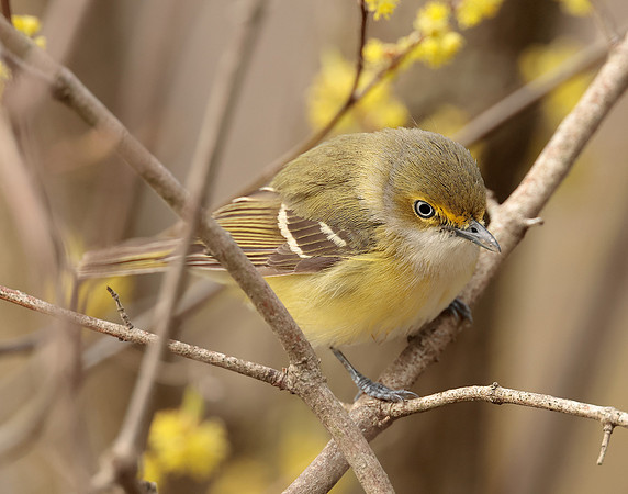 White-eyed Vireo Vireo griseus