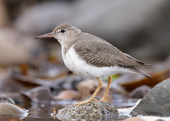 Spotted Sandpiper Actitis macularia. Croy Beach Ayrshire March 2