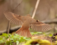 Hermit Thrush Catharus guttatus
