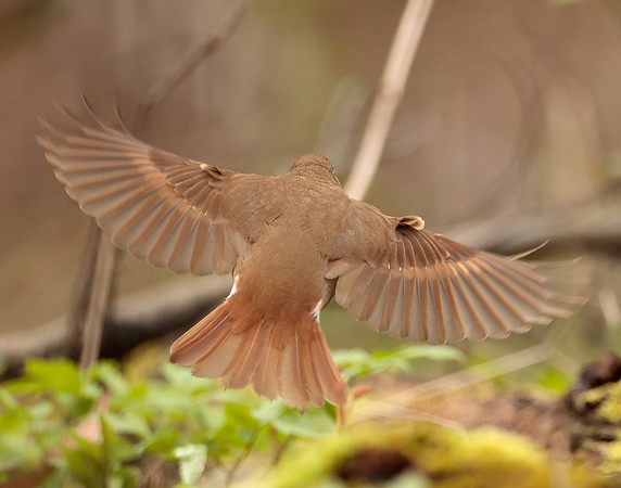 Hermit Thrush Catharus guttatus