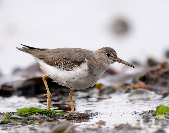 Spotted Sandpiper Actitis macularia. Croy Beach Ayrshire March 2