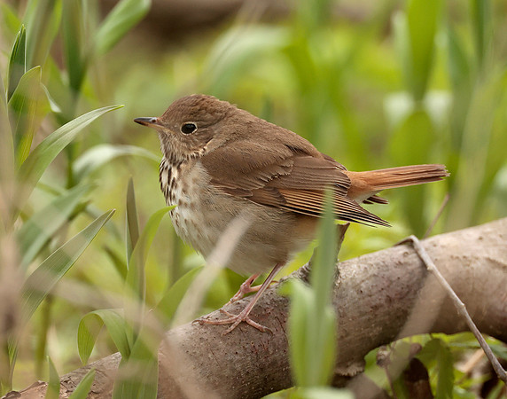 Hermit Thrush Catharus guttatus