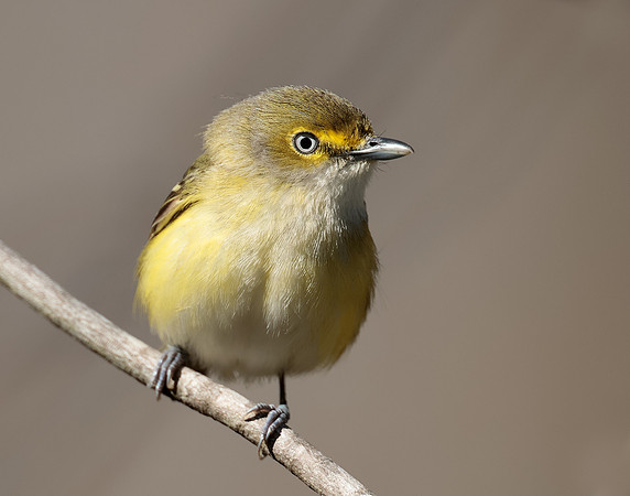 White-eyed Vireo Vireo griseus